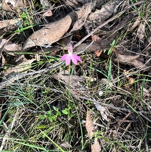 Caladenia carnea at Wee Jasper, NSW - 27 Oct 2024