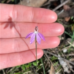 Caladenia carnea at Wee Jasper, NSW - 27 Oct 2024