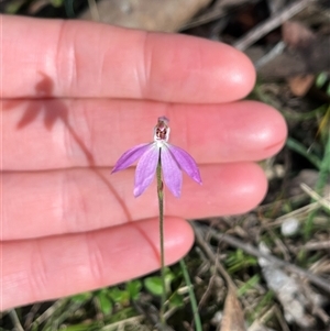 Caladenia carnea at Wee Jasper, NSW - 27 Oct 2024