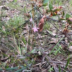 Caladenia carnea at Wee Jasper, NSW - 27 Oct 2024