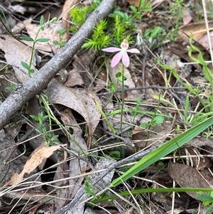 Caladenia carnea at Wee Jasper, NSW - 27 Oct 2024