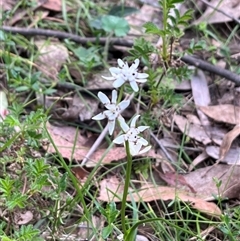 Wurmbea dioica subsp. dioica (Early Nancy) at Wee Jasper, NSW - 26 Oct 2024 by courtneyb