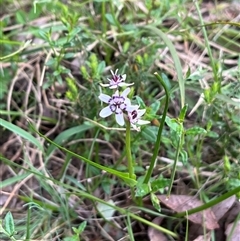 Wurmbea dioica subsp. dioica (Early Nancy) at Wee Jasper, NSW - 26 Oct 2024 by courtneyb