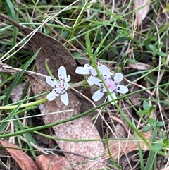 Wurmbea dioica subsp. dioica (Early Nancy) at Wee Jasper, NSW - 27 Oct 2024 by courtneyb