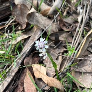 Wurmbea dioica subsp. dioica at Wee Jasper, NSW - 27 Oct 2024