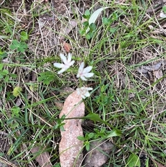 Wurmbea dioica subsp. dioica (Early Nancy) at Wee Jasper, NSW - 26 Oct 2024 by courtneyb