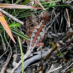 Rankinia diemensis (Mountain Dragon) at Cotter River, ACT - 26 Oct 2024 by rodk