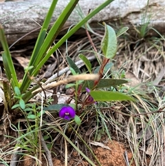 Hardenbergia violacea (False Sarsaparilla) at Wee Jasper, NSW - 26 Oct 2024 by courtneyb