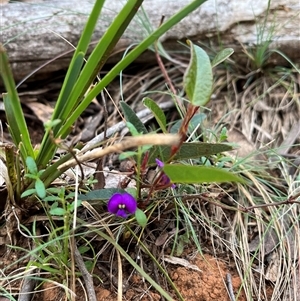 Hardenbergia violacea at Wee Jasper, NSW - 27 Oct 2024 07:56 AM