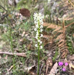 Stackhousia monogyna (Creamy Candles) at Wee Jasper, NSW - 27 Oct 2024 by courtneyb