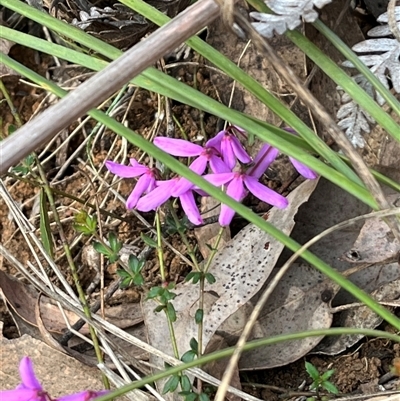 Tetratheca bauerifolia (Heath Pink-bells) at Wee Jasper, NSW - 26 Oct 2024 by courtneyb