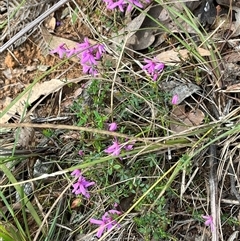 Tetratheca bauerifolia at Wee Jasper, NSW - 27 Oct 2024