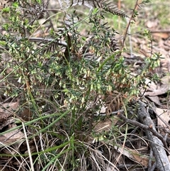 Styphelia fletcheri subsp. brevisepala at Wee Jasper, NSW - 27 Oct 2024