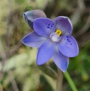 Thelymitra simulata at Denman Prospect, ACT - suppressed