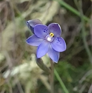 Thelymitra simulata at Denman Prospect, ACT - suppressed