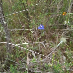 Thelymitra simulata at Denman Prospect, ACT - suppressed