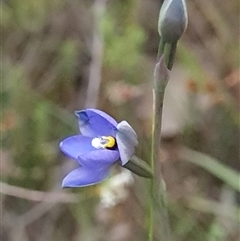 Thelymitra simulata at Denman Prospect, ACT - suppressed