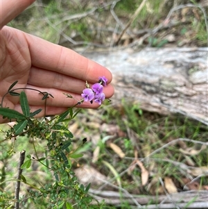 Glycine clandestina at Wee Jasper, NSW - 27 Oct 2024