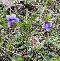 Viola hederacea (Ivy-leaved Violet) at Wee Jasper, NSW - 26 Oct 2024 by courtneyb