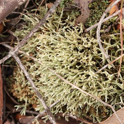Unverified Moss, Liverwort or Hornwort at Gundaroo, NSW - 28 Sep 2024 by ConBoekel