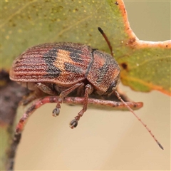 Cadmus (Cadmus) crucicollis (Leaf beetle) at Gundaroo, NSW - 28 Sep 2024 by ConBoekel