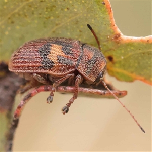 Cadmus (Cadmus) crucicollis at Gundaroo, NSW - 28 Sep 2024