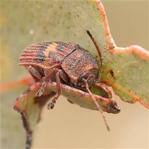 Cadmus (Cadmus) crucicollis at Gundaroo, NSW - 28 Sep 2024