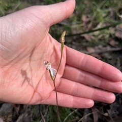 Caladenia moschata (Musky Caps) at Wee Jasper, NSW - 27 Oct 2024 by courtneyb