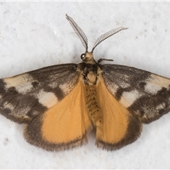 Anestia semiochrea (Marbled Footman) at Melba, ACT - 26 Oct 2024 by kasiaaus