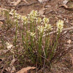 Stackhousia monogyna (Creamy Candles) at Gundaroo, NSW - 28 Sep 2024 by ConBoekel