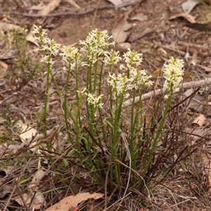 Stackhousia monogyna at Gundaroo, NSW - 28 Sep 2024