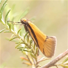 Philobota arabella at Gundaroo, NSW - 28 Sep 2024 by ConBoekel