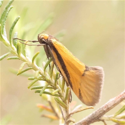 Philobota arabella at Gundaroo, NSW - 28 Sep 2024 by ConBoekel