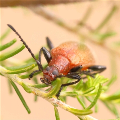 Ecnolagria grandis (Honeybrown beetle) at Gundaroo, NSW - 28 Sep 2024 by ConBoekel