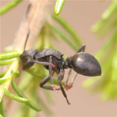 Polyrhachis sp. (genus) (A spiny ant) at Gundaroo, NSW - 28 Sep 2024 by ConBoekel