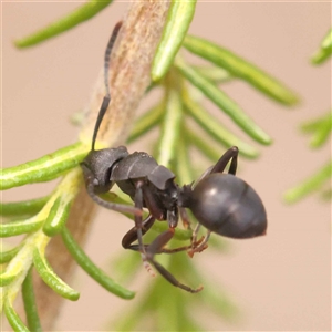 Polyrhachis sp. (genus) at Gundaroo, NSW - 28 Sep 2024 10:49 AM