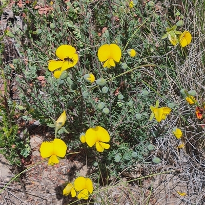 Gompholobium huegelii (pale wedge–pea) at Denman Prospect, ACT - 27 Oct 2024 by WalkYonder