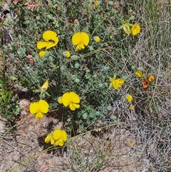 Gompholobium huegelii at Denman Prospect, ACT - 27 Oct 2024