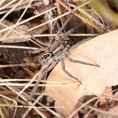 Tasmanicosa sp. (genus) (Unidentified Tasmanicosa wolf spider) at Gundaroo, NSW - 28 Sep 2024 by ConBoekel