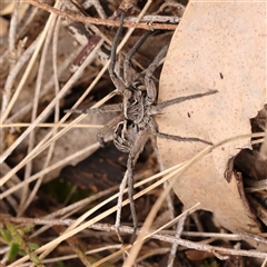 Tasmanicosa sp. (genus) at Gundaroo, NSW - 28 Sep 2024