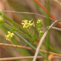 Galium gaudichaudii subsp. gaudichaudii (Rough Bedstraw) at Gundaroo, NSW - 28 Sep 2024 by ConBoekel