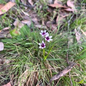 Wurmbea dioica subsp. dioica at Wee Jasper, NSW - 27 Oct 2024