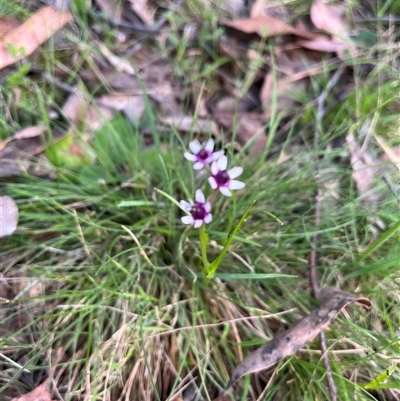 Wurmbea dioica subsp. dioica (Early Nancy) at Wee Jasper, NSW - 26 Oct 2024 by courtneyb