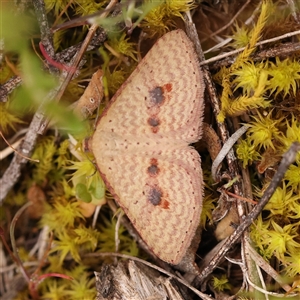 Epicyme rubropunctaria at Gundaroo, NSW - 28 Sep 2024