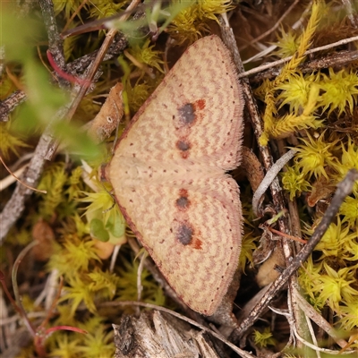 Epicyme rubropunctaria (Red-spotted Delicate) at Gundaroo, NSW - 28 Sep 2024 by ConBoekel