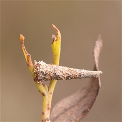 Conoeca or Lepidoscia (genera) IMMATURE (Unidentified Cone Case Moth larva, pupa, or case) at Gundaroo, NSW - 28 Sep 2024 by ConBoekel