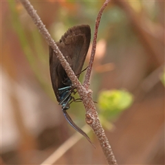 Pollanisus (genus) (A Forester Moth) at Gundaroo, NSW - 28 Sep 2024 by ConBoekel