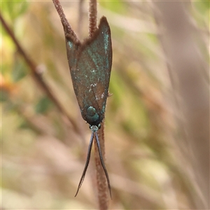 Pollanisus (genus) at Gundaroo, NSW - 28 Sep 2024