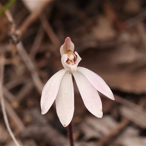 Caladenia fuscata at Gundaroo, NSW - 28 Sep 2024