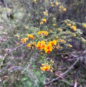 Dillwynia phylicoides at Wee Jasper, NSW - 27 Oct 2024